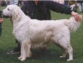 Irish SH CH Erinderry Amber of Tyrol 
