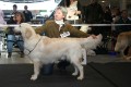 Dancing Colin 4. Platz in Stuttgart
