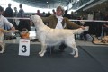 Queenie 3. Platz in Stuttgart