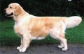 CH Lorinford Harlequin 
