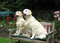 Fame und Amor