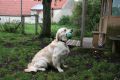 Johnny beim jagdlichen Training