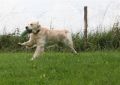 Johnny beim jagdlichen Training