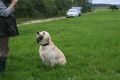 Johnny beim jagdlichen Training