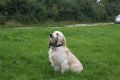 Johnny beim jagdlichen Training