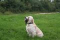Johnny beim jagdlichen Training