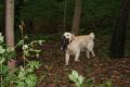 Johnny beim jagdlichen Training