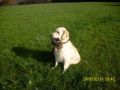 Johnny beim jagdlichen Training