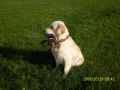Johnny beim jagdlichen Training