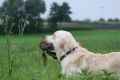 Johnny beim jagdlichen Training