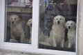 Johnny, Merlin, Lucca und Tiffany