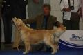 Johnny auf der Eurodogshow in Celje 2010