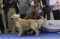 Johnny auf der Eurodogshow in Celje 2010