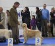 Johnny wird dritter auf der Eurodogshow in Celje