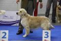 Johnny wird dritter auf der Eurodogshow in Celje