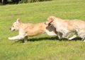 Johnny und Merlin beim Wettrennen - August 2010
