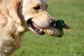Johnny spielt gerne mit seiner Ente