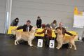 Johnny CACIB und Sequins Suvan Res. CACIB in Friedrichshafen