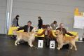 Johnny CACIB und Sequins Suvan Res. CACIB in Friedrichshafen