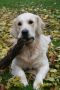 Johnny im Herbst 2008