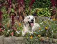 Im Blumenbeet liegt es sich gut - 21 Monate alt