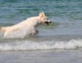Kenny in der Ostsee - Juli 2010