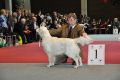 Kenny gewinnt in Wettingen