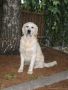 Lucca 2 Jahre alt