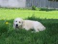 Lucca 3 Jahre alt