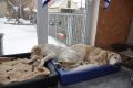 Merlin und Simon (Kulawand Royal Salute)