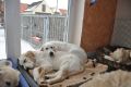 Tiffany und Merlin