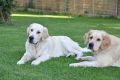 Merlin und Rocky