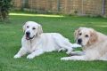 Merlin und Rocky