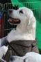 Amor