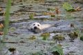 Joice bei der JP/R - 18,5 Monate alt