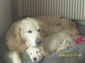 Gorgeous Tiffany und Kulawand Royal Salute (Simon)