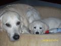 Queenie und Tiffany
