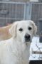 Queenie 5 Jahre alt