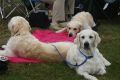 Queenie knapp 6 Jahre alt