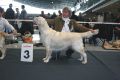 Queenie 3. Platz in Stuttgart