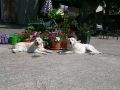 Queenie und Bryan