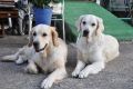 Stella und Queenie - Halbschwestern und Töchter von 