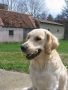 Rocky 1 Jahr alt