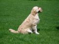 Rocky 2 Jahre alt