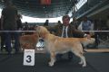 Rocky 3. Platz in Stuttgart