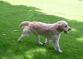 Rocky 2 Jahre alt