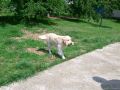 Rocky 2 Jahre alt