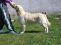 Rocky 3 Jahre alt