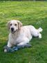 Rocky 2 Jahre alt