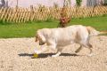 Sandy spielt gerne mit dem Ball